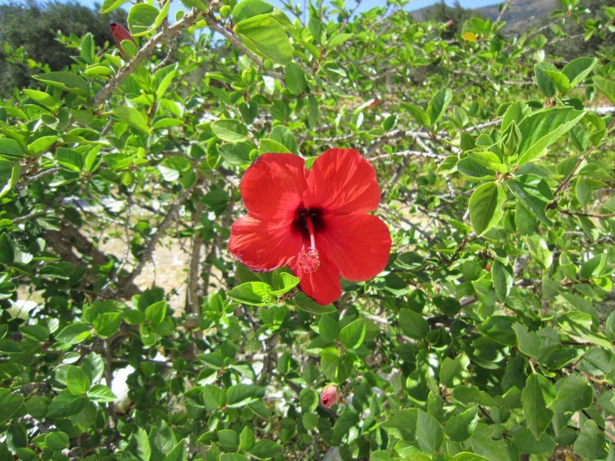 Elisso Villas Platis Gialos  外观 照片